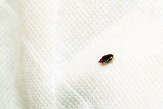 A small dark brown insect, likely a bed bug, is crawling on a white textured fabric surface.